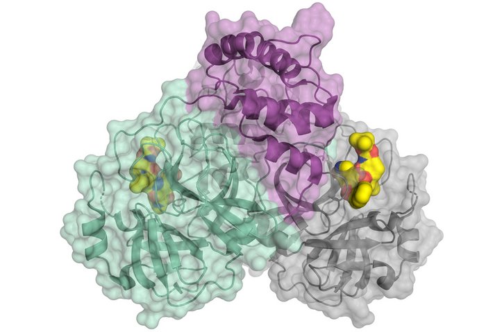 Coronavirus-Protease Grafik eines transparenten Knäuels, in dessen Inneren verschiedene Bänder verschlungen sind.