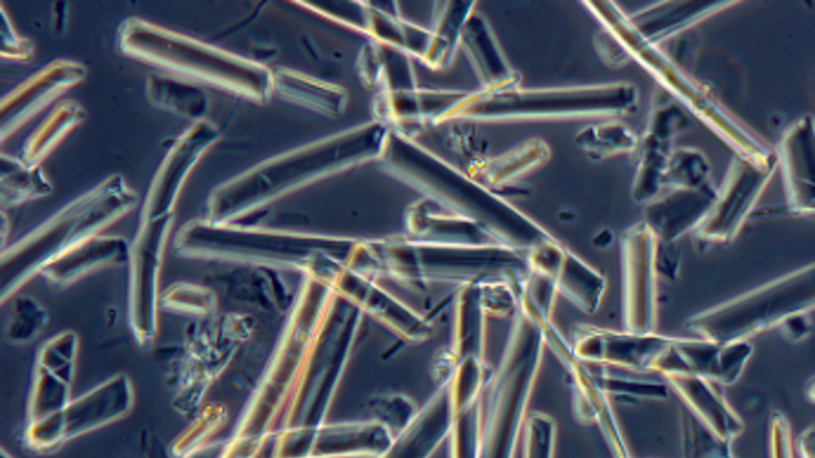 © D. Kaplan, Tufts University Mikrofasern aus Seide