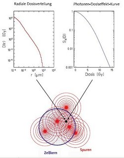 Zeichnung von runder Zellkernfläche, überdeckt mit roten Punkten, umgeben von je vielen Kreislinien ("Spuren"). Darüber zwei Kurven, mit Pfeilen zugehörig zu einem Punkt im Zellkern: Links "Radiale Dosisverteilung" (Einheit D(r) [Gy]) aufgetragen gegen Radius in µm), Kurve fällt von 10 hoch 6 in leichtem Konvexbogen ab auf 10hoch minus 6, beim Radius von 10hoch minus 4 auf 100. Rechts die "Photonen-Dosiseffekt-Kurve", (Einheit Sx(D) aufgetragen gegen Dosis (Gy)), Kurve fällt ebenso ab von 1 logarithmis auf 0,001, bei Dosis von 0 bis 14.