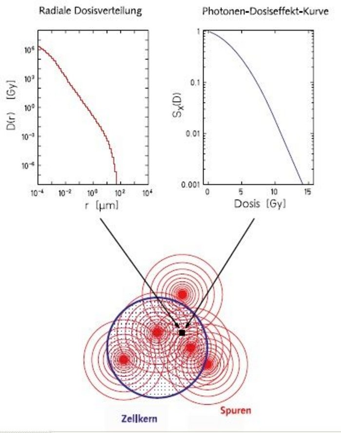 Zeichnung von runder Zellkernfläche, überdeckt mit roten Punkten, umgeben von je vielen Kreislinien ("Spuren"). Darüber zwei Kurven, mit Pfeilen zugehörig zu einem Punkt im Zellkern: Links "Radiale Dosisverteilung" (Einheit D(r) [Gy]) aufgetragen gegen Radius in µm), Kurve fällt von 10 hoch 6 in leichtem Konvexbogen ab auf 10hoch minus 6, beim Radius von 10hoch minus 4 auf 100. Rechts die "Photonen-Dosiseffekt-Kurve", (Einheit Sx(D) aufgetragen gegen Dosis (Gy)), Kurve fällt ebenso ab von 1 logarithmis auf 0,001, bei Dosis von 0 bis 14.