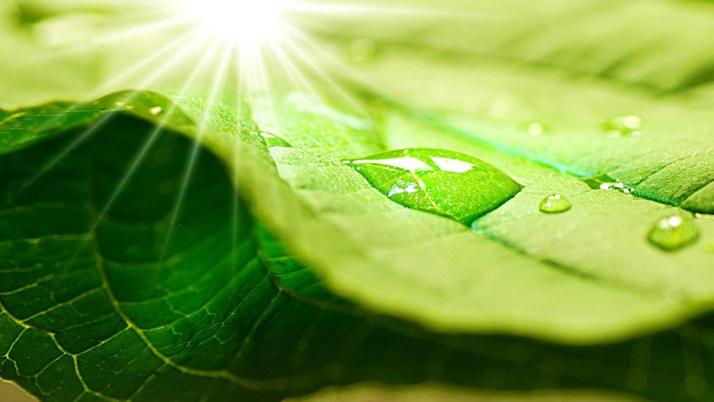 Welt der Physik: Knstliche Photosynthese ist heute schon mglich