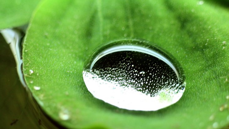 Auf einem Blatt liegt ein Wassertropfen.