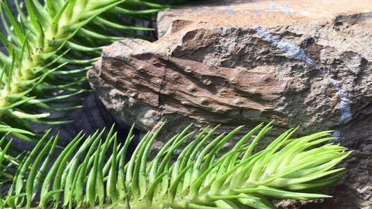 Tannenartiger Zweig vor einem steinernen Fossil