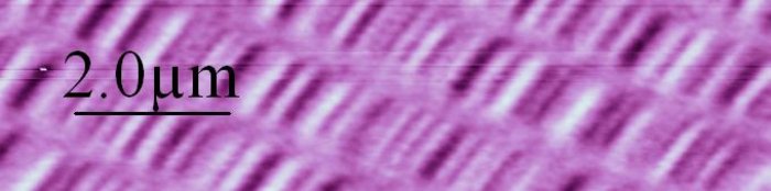 Aufnahme mit Magnetkraftmikroskop Helle und dunkle Linienstückchen nebeneinander. Eine Skala, zwei Mikrometer lang, ist etwa doppelt so lang wie die Linien, deren Breite beträgt etwa ein Zehntel der Länge.
