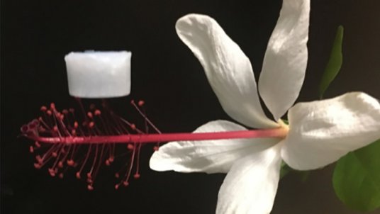 Weiße Materialprobe liegt auf dem roten Blütenstempel einer weißen Blume