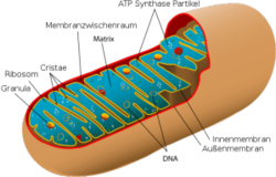 Mitochondrien liefern Strom in Bio-Brennstoffzellen