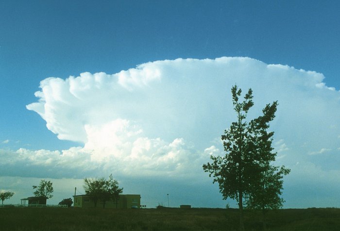 Das typische Aussehen einer Gewitterwolke Foto. Hinter Bäumen ist eine riesige Wolke wie ein gigantischer weißer Blumenkohl am Horizont zu sehen. Die Wolke hat eine Art Dach, das heißt: Obendrauf ist eine sehr flache weiße Wolke, die übersteht.