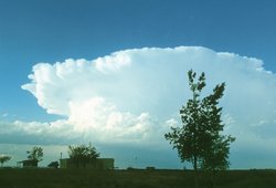 Foto. Hinter Bäumen ist eine riesige Wolke wie ein gigantischer weißer Blumenkohl am Horizont zu sehen. Die Wolke hat eine Art Dach, das heißt: Obendrauf ist eine sehr flache weiße Wolke, die übersteht. 