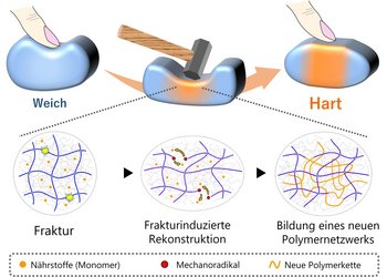 Grafik zur Veranschaulichung der Prozesse: oben links: ein Finger drückt auf einen weichen Gegenstand und zeigt dadurch seine Flexibilität; oben Mitte: ein Hammer schlägt auf den Gegenstand und verbeult ihn; oben rechts: die Beule ist wieder verschwunden, der mittlere Bereich des Gegenstandes rot eingefärbt; unten Abbildung des Kristallgitters des Gegenstandes: links wird es beschädigt, in der MItte finden Verbindungen wieder zusammen, rechts ist es wieder intakt 