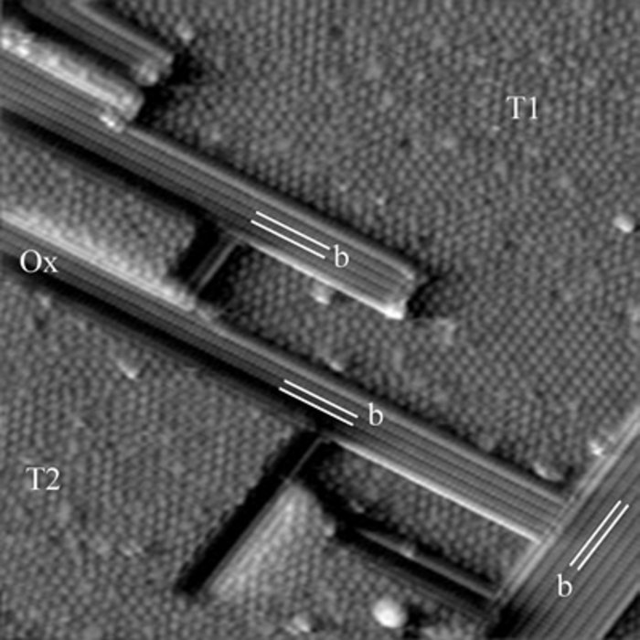 Galliumoxid-Inseln auf Kobaltgallium Schwarz-weiße Mikroskopaufnahme, auf der sich längliche, schlanke Strukturen flach über eine Fläche aus kleinen, hellen Kügelchen ausbreiten.