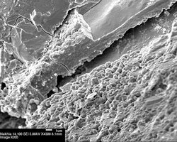 Strukturen im Marsgestein - möglicherweise biologischen Ursprungs