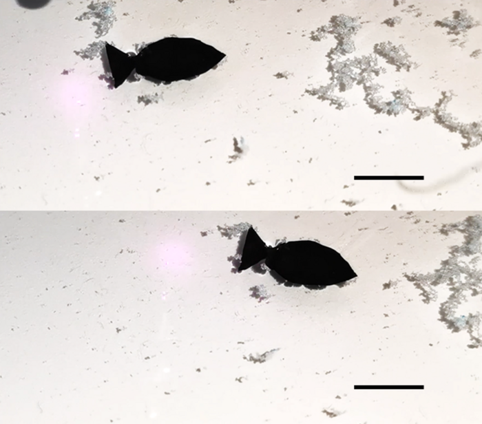 Roboterfisch Zwei Fotos übereinander, die zeigen, wie weiße Kügelchen an einem kleinen Fisch anhaften