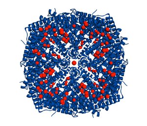 Ein rundes Knäuel aus vielen willkürlich angeordneten blauen Spiralen, an denen rote Kugeln angebunden sind. Auch ganz in der Mitte des Gebildes befindet sich eine rote Kugel.