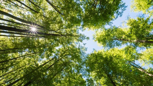 Wald von unten nach oben fotografiert