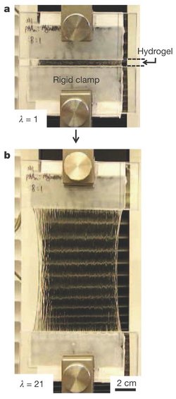 Hydrogel zwischen zwei Klammervorrichtungen, im ersten Bild ist der Spalt mit Hydrogel sehr schmal, im zweiten ist das Gel auf das Vielfache seiner Länge gedehnt.