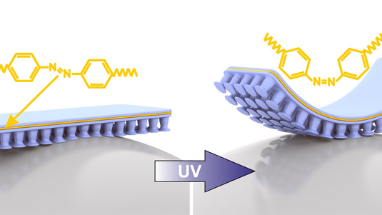 Zwei Grafiken: Auf der linken sieht man eine gerade Schicht, deren Unterseite mit saugnapfartigen Noppen beschaffen ist; die rechte zeigt, wie sich diese Schicht durch den Einfluss von UV-Licht biegt.