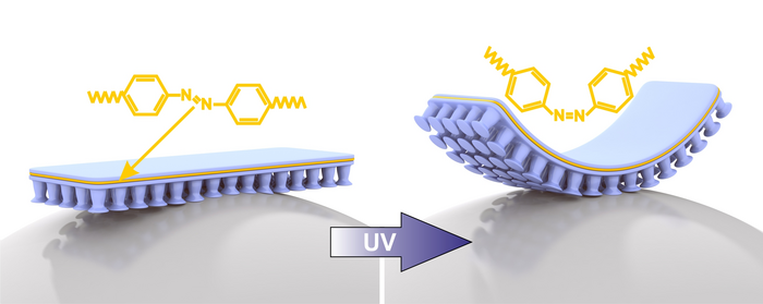 Zwei Grafiken: Auf der linken sieht man eine gerade Schicht, deren Unterseite mit saugnapfartigen Noppen beschaffen ist; die rechte zeigt, wie sich diese Schicht durch den Einfluss von UV-Licht biegt.