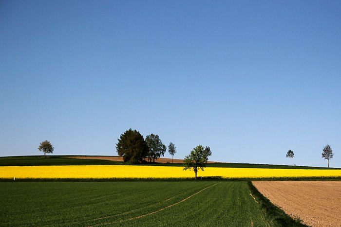 Ackerflächen, gelb leuchtet darin ein Rapsfeld.