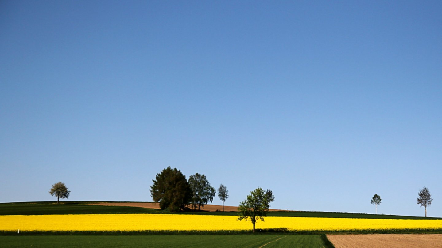 Welt der Physik Was ist Biomasse?