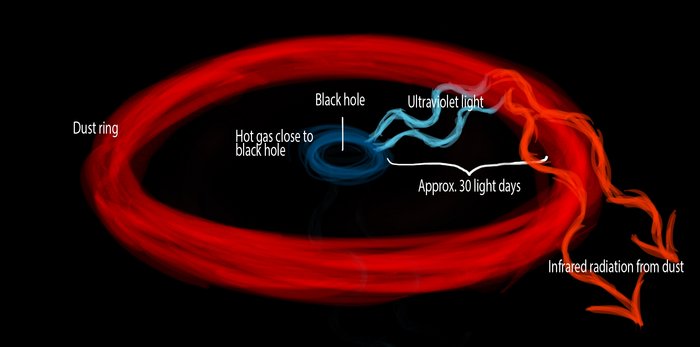 Im Zentrum das Schwarze Loch, umgeben von heißem Gas, weiter außen ein Ring aus Staub. Ultraviolette Strahlung geht vom heißen Gas zum Staubring, dieser sendet infrarote Strahlung aus.