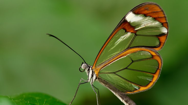 Das Bild zeigt einen Schmetterling auf einem Blatt.