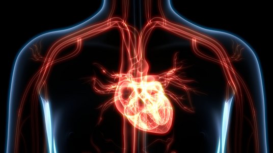Illustration des menschlichen Herzens und der Hauptschlagader