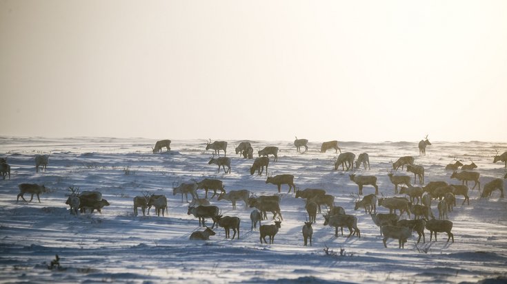 Eine Herde Rentiere in einer Schneelandschaft