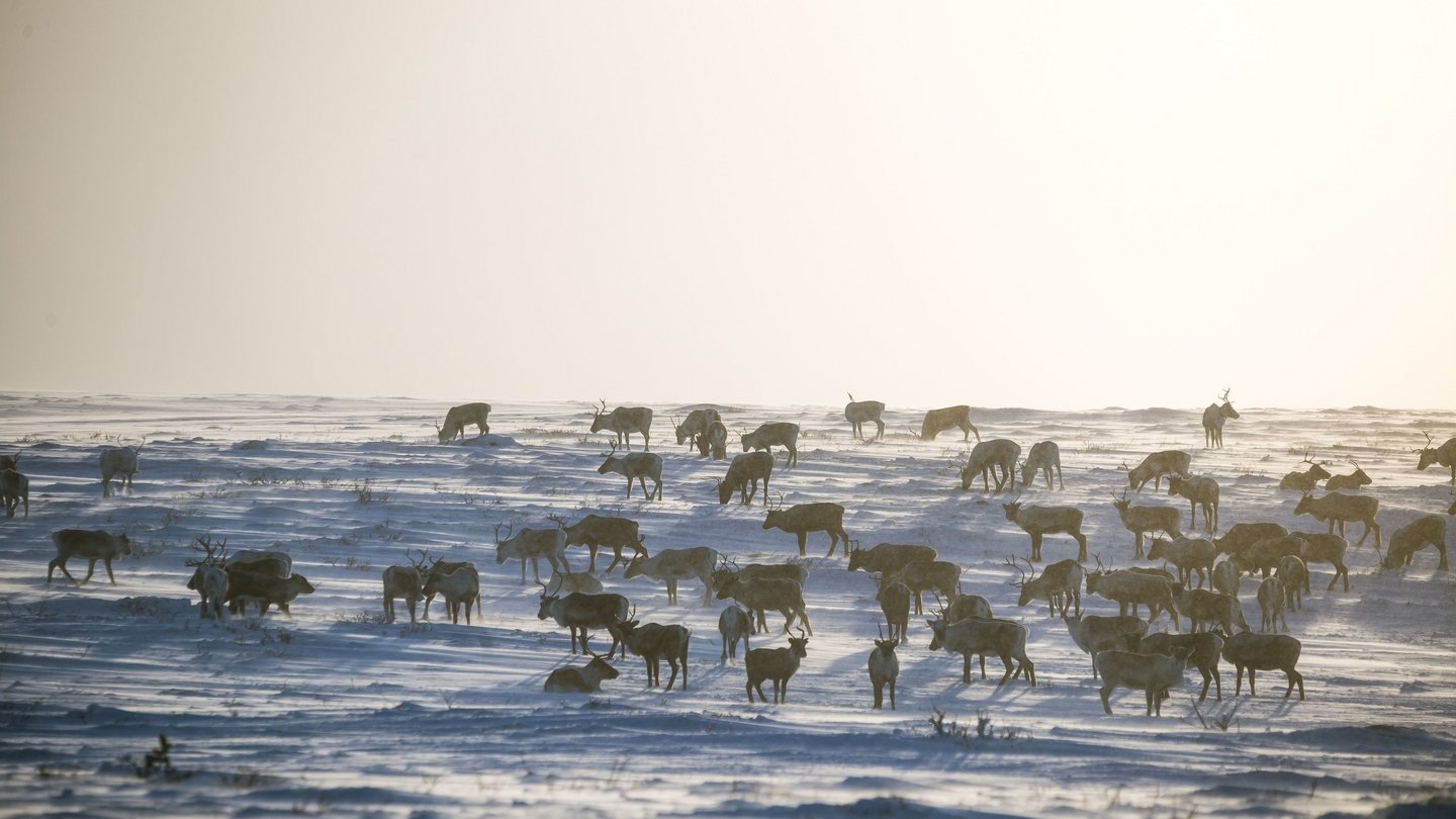 Wetterextreme-setzen-der-Arktis-zu