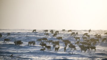 Eine Herde Rentiere in einer Schneelandschaft