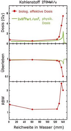 Drei Kurvenpaare für Kohlenstoff mit 270 MeV/u übereinander, jeweils aufgetragen gegen die Reichweite in Wasser (in Millimetern), jeweils in rot die biologisch effektive Dosis, in grün die physikalische Dosis (zwanzig Millionen Partikel pro Quadratzentimeter). Grafik 1 (Dosis in Gy): Physikalische Dosis verläuft flach bei circa 0,5, zeigt schmalen Peak auf 2 bei 140 Millimetern Wassertiefe; biologisch effektive Dosis verläuft parallel und beginnt bei circa 120 Millimeter Wassertiefe steil bis auf 6 anzusteigen. Grafik 2 (Überleben, logarithmisch): beide Kurven verlaufen horizontal knapp unter Wert 1, physikalische Dosis sinkt bei 140 Millimetern im schmalen Peak kurz ab; biologisch effektive Dosis sinkt ab 120 Millimetern und erreicht bei 140 Millimetern den Wert 0,1. Grafik 3 (RBW): nur biologisch effektive Dosis, beginnt bei circa 1,7, läuft flach auf 1,5 bei 60 Millimeter und 125 Millimeter, steigt steil an auf 3,6 bei 135 Millimeter, sinkt bei 140 Millimeter leicht auf 3.