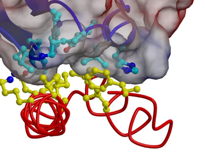 Struktur eines Proteins Dreidimensionale Darstellung der Struktur des Proteins GGA1.