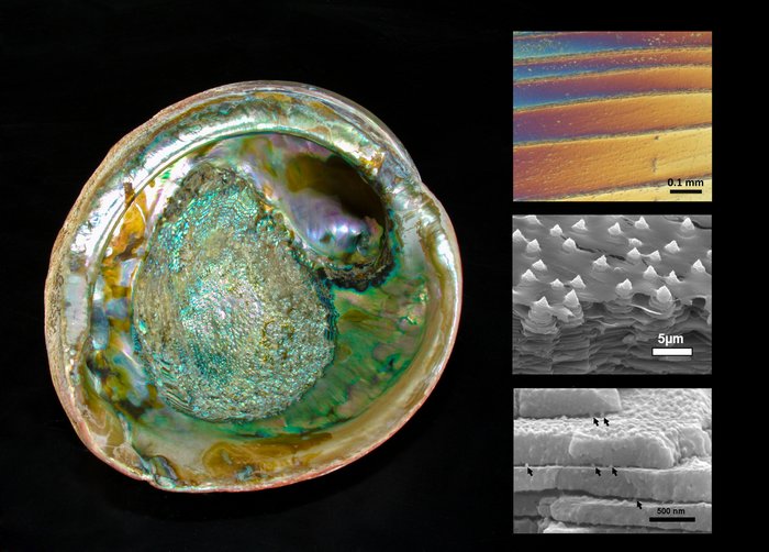 Schale der Abalone Links liegt die grünlich-schillernde Schneckenschale, rechts zeigen die kleineren Bilder die Schichtstruktur der Schale in Mikroskopbildern.