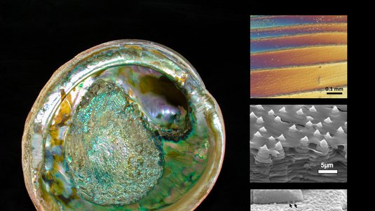 Grünlich schimmernde Schneckenschale, daneben Mikroskopaufnahmen