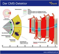 Diese Infografik zeigt die einzelnen Komponenten des CMS-Detektors, die schalenfömig um den Punkt des Teilchenzusammenstoßes angeordnet sind. Im Inneren befinden sich die Spurdetektoren, mit denen sich die Bahnen elektrisch geladener Teilchen bestimmen lassen. Diese sind von den elektromagnetischen und hadronischen Kalorimetern umgeben, welche die Energie von Teilchen vermessen. An diese Kalorimeter schließt sich die supraleitende Magnetspule an, die im ganzen Detektor für ein Magnetfeld sorgt, das elektrisch geladene Teilchen auf eine Kreisbahn zwingt. Ganz außen können in den Myonenkammern Myonen nachgewiesen werden. Die Infographik zeigt auch, in welchen Komponenten sich die unterschiedlichen Teilchensorten zu erkennen geben: Myonen durchwandern den ganzen Detektor. Elektronen zeigen sich in den Spurdetektoren und den elektromagnetischen Kalorimetern. Elektrisch geladene Hadronen geben sich in den Spurdetekoren und im hadronischen Kalorimeter zu erkennen. Elektrisch neutrale Hadronen sind hingegen nur in hadronischen Detektoren nachzuweisen. Photonen sorgen nur im elektromagnetischen Kalorimeter für Signale.
