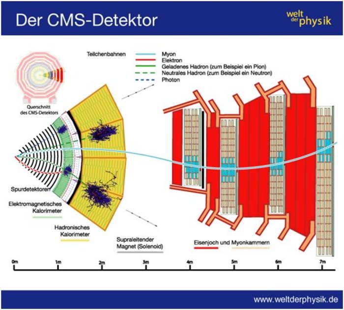 Querschnitt durch den CMS-Detektor Diese Infografik zeigt die einzelnen Komponenten des CMS-Detektors, die schalenfömig um den Punkt des Teilchenzusammenstoßes angeordnet sind. Im Inneren befinden sich die Spurdetektoren, mit denen sich die Bahnen elektrisch geladener Teilchen bestimmen lassen. Diese sind von den elektromagnetischen und hadronischen Kalorimetern umgeben, welche die Energie von Teilchen vermessen. An diese Kalorimeter schließt sich die supraleitende Magnetspule an, die im ganzen Detektor für ein Magnetfeld sorgt, das elektrisch geladene Teilchen auf eine Kreisbahn zwingt. Ganz außen können in den Myonenkammern Myonen nachgewiesen werden. Die Infographik zeigt auch, in welchen Komponenten sich die unterschiedlichen Teilchensorten zu erkennen geben: Myonen durchwandern den ganzen Detektor. Elektronen zeigen sich in den Spurdetektoren und den elektromagnetischen Kalorimetern. Elektrisch geladene Hadronen geben sich in den Spurdetekoren und im hadronischen Kalorimeter zu erkennen. Elektrisch neutrale Hadronen sind hingegen nur in hadronischen Detektoren nachzuweisen. Photonen sorgen nur im elektromagnetischen Kalorimeter für Signale.