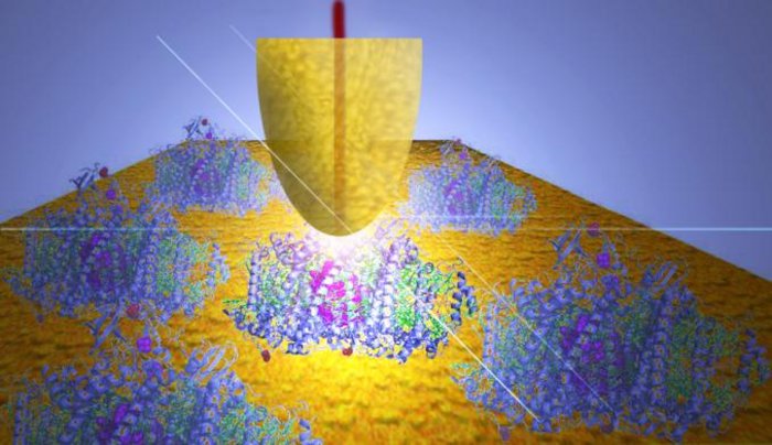 Ein Proteinkomplex wird durch einen Laser angeregt Auf gelbem Untergrund befinden sich mehrere blaue Proteinkomplexe. Eine gelbe Ovalspitze auf einem der Komplexe stellt das Glasfragment dar, durch das Laserlicht das Fotosystem anregt.
