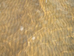 Das Foto zeigt Rippel in ungefähr knietiefem Wasser. Der Wasserspiegel ist ganz ruhig, so dass man sie sehr gut sehen kann.