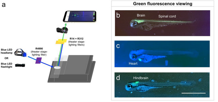 Aufbau und Bilder des Fluoreszenzmikroskops Zweigeteilte Grafik: links Versuchsaufbau des Mikroskops mit dem Mobiltelefon auf einem mehrstufigen grauen Unterbau; rechts drei vergrößerte Abbildungen eines kleinen Fisches, die mit dem Mikroskop aufgenommen wurden