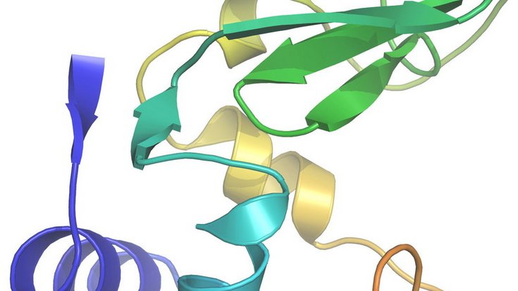 Struktur des Proteins Lysozym; Quelle: MPI für medizinische Forschung