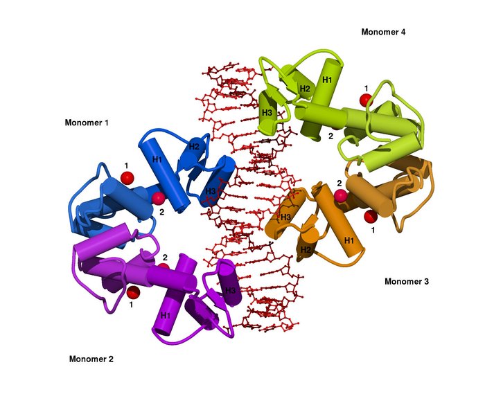 Struktur eines Protein-DNA-Komplexes Grafik mit zwei komplex verknäulten Proteinen, dazwischen eine Doppelhelix der Erbsubstanz DNA.