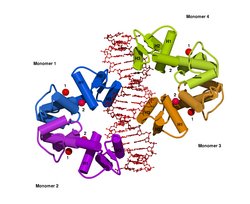 Grafik mit zwei komplex verknäulten Proteinen, dazwischen eine Doppelhelix der Erbsubstanz DNA.