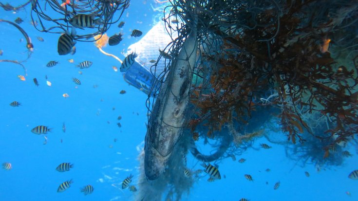 Unterwasseraufnahme: Fische haben sich in einem freischwebenden Netz verfangen