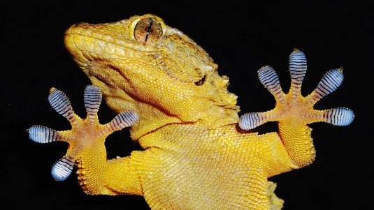 Das Foto zeigt einen Gecko, der mit seinen Füßen an einer Glasplatte haftet.