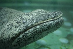 Breiter, gefleckter Kopf des Salamanders mit breitem Maul, aufgenommen unter Wasser.