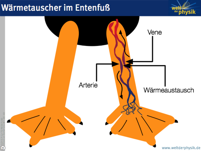 Bei Enten findet im Bein ein Wärmeaustausch statt. Venen, die das kalte Blut vom Fuß zum Herz führen und Arterien, die warmes Blut vom Herz nachliefern liegen sehr eng und dicht umschlungen bei einander. So wird die Wärme noch im Entenkörper ausgeglichen und geht nicht über die Füße verloren. Das verhindert auch das Festfrieren der Ente, denn Enten haben imme kalte Füße.