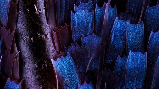 Extreme Nahaufnahme von Schmetterlingsschuppen: Winzige, dachziegelartig angeordnete Schuppen schimmern in tiefem Blau und Violett. Ihre gezackten Ränder und feine Rillenstruktur erzeugen einen metallisch-irisierenden Effekt auf dunklem Hintergrund.