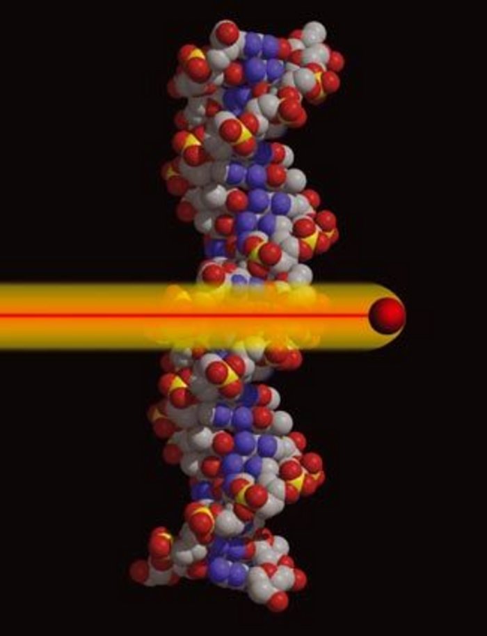 Schematische Darstellung eines DNA-Moleküls mit einem Teilchendurchgang Senkrecht stehende DNA-Helix aufgebaut aus blauen, grauen, roten und wenigen gelben Kugeln, die Atome/Moleküle bildend, vor schwarzem Hintergrund; von links kommt eine rote Kugel, gefolgt von roter Linie in gelbem Schweif, durchschlägt die Helix horizontal.