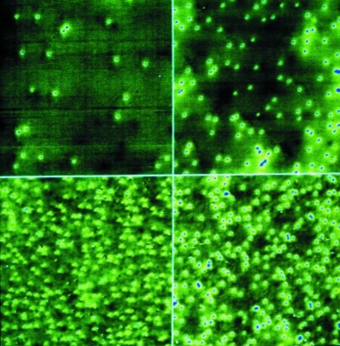 Steigende Temperaturen verursachen mehr Fehlstellen. Vier Mikroskopaufnahme mit zunehmender Anzahl von kleinen Punkten auf dunkler Oberfläche.