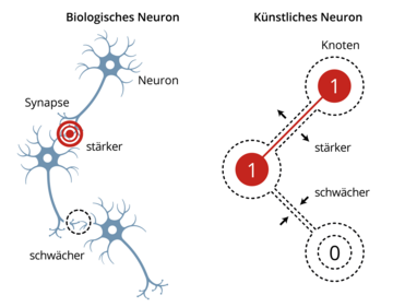 Im linken Teil sind drei verzweigte Zellen, mit Neuron beschriftet, dargestellt. Sie sind mit "Biologische Zelle" überschrieben. Die oberen beiden Zellen berühren einander an einer Verästelung, mit "Synapse" beschriftet. Von dort gehen Kreise mit der Beschriftung "stärker" aus. Die unteren beiden berühren einander an einer dünnen Verästelung, mit "schwächer" beschriftet. Im rechten Teil sind zwei Kreise, mit "1" beschriftet verbunden, beschriftet mit "stärker". Dort weisen Pfeile nach außen. Der untere Kreis ist mit einer dünneren Verbindung, beschriftet mit "schwächer", mit einer "0" verbunden. Die dünne Verbindung ist von zwei nach innen gerichteten Pfeilen, umgeben. Dieser Teil ist mit "Künstliches Neuron" überschrieben.