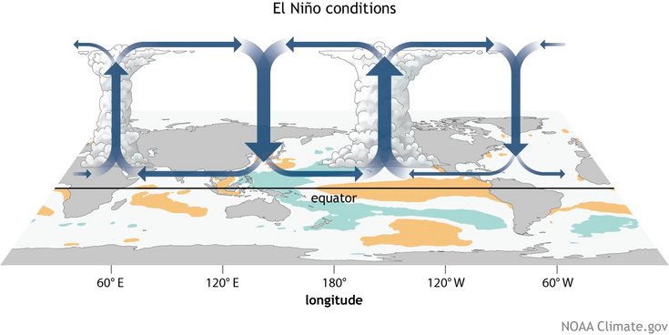 Schematische Darstellung der atmosphärischen Zirkulation während eines El-Niño-Ereignisses. Die Grafik zeigt die Erde mit dem Äquator und Längengraden. Große blaue Pfeile stellen die globale Luftzirkulation dar: Über dem westlichen Indischen Ozean sowie über dem zentralen Pazifik steigt warme Luft auf und bildet hohe Gewitterwolken. In den subtropischen Regionen sinkt die Luft wieder ab und strömt am Boden zurück. Entlang des Äquators sind die bodennahen Winde im Pazifik abgeschwächt beziehungsweise teilweise nach Osten gerichtet. Farbige Flächen auf dem Ozean markieren Abweichungen der Meeresoberflächentemperatur: orange Bereiche stehen für überdurchschnittlich warmes Wasser, das sich vom zentralen bis in den östlichen tropischen Pazifik erstreckt, während türkisfarbene Bereiche kühlere Regionen kennzeichnen. Die Darstellung verdeutlicht die veränderte Walker-Zirkulation und die Verlagerung von Konvektion und Niederschlag nach Osten während El Niño.
